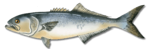 Maine Saltwater Fish Species - Registered Maine Guides