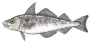 Maine Saltwater Fish Species - Registered Maine Guides